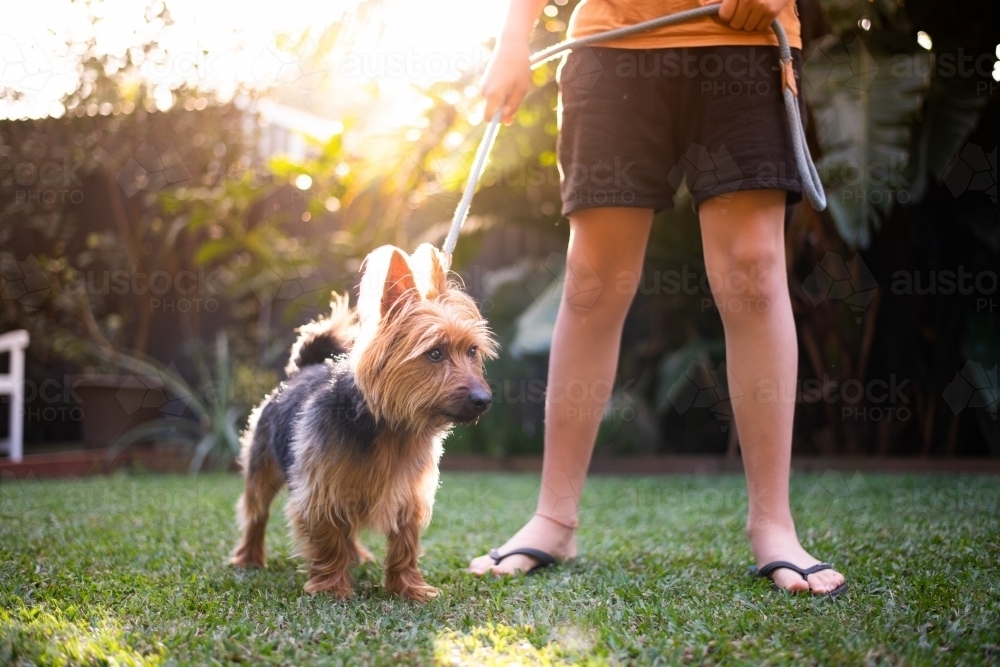 Australian Terrier on the grass, with sun flare - Australian Stock Image