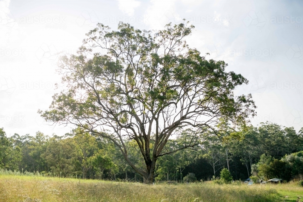 Australian Tree - Australian Stock Image