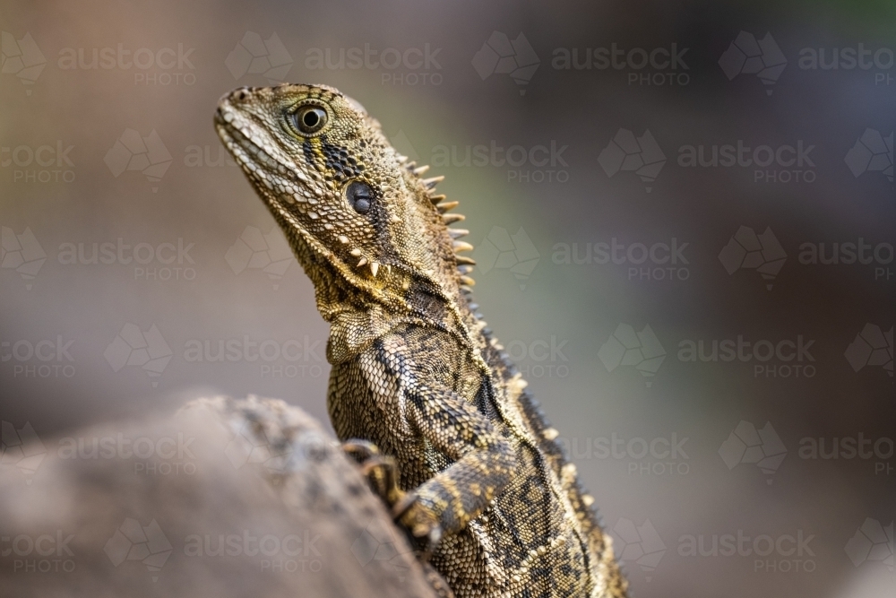 Australian Water Dragon sitting on a rock in the wild - Australian Stock Image