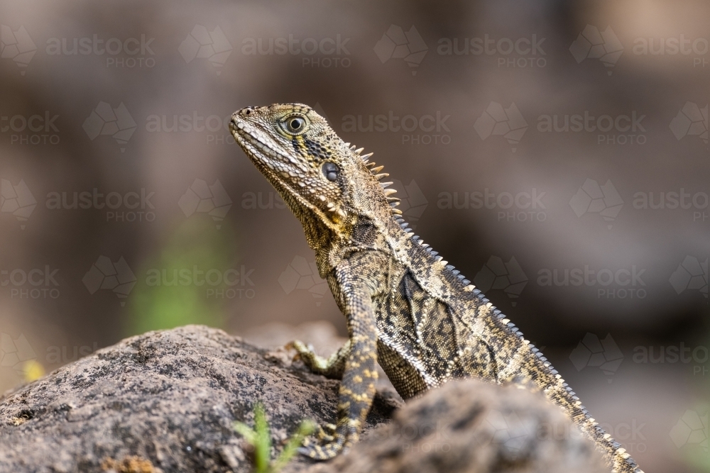 Australian Water Dragon sitting on a rock in the wild - Australian Stock Image