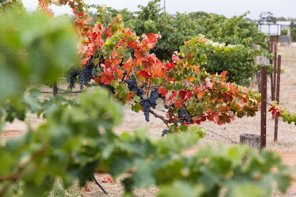 Autumn beginning in Barossa Valley Vineyard - Australian Stock Image