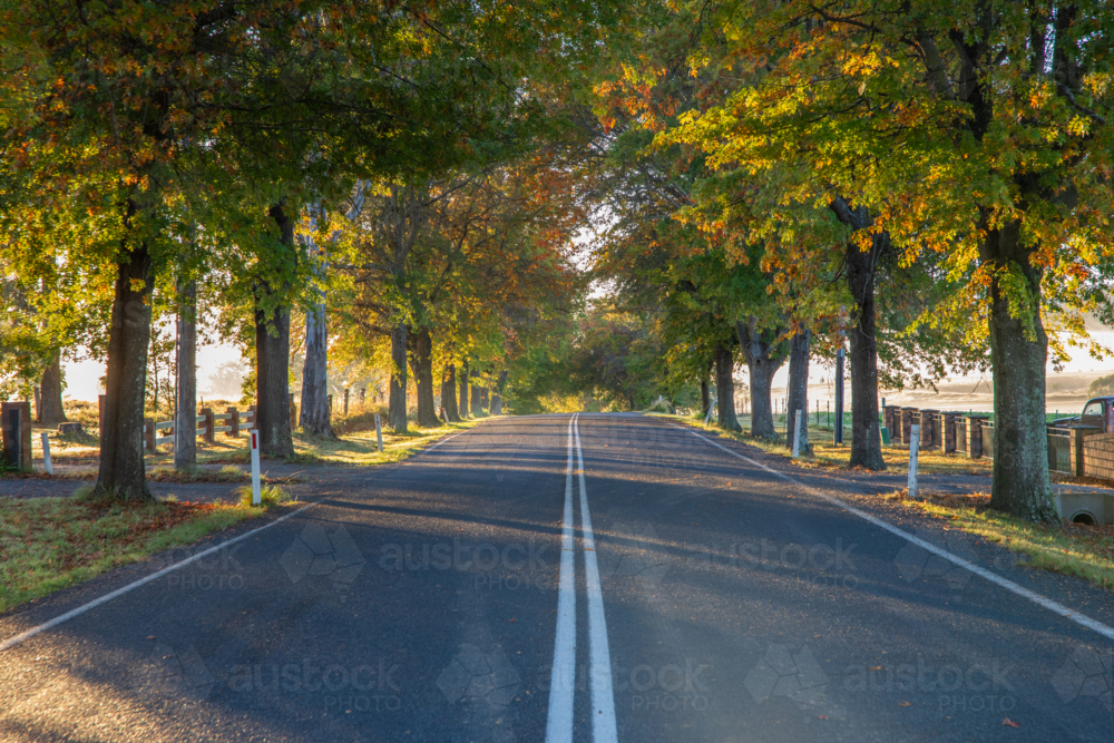 Autumn colours on trees beside country road - Australian Stock Image