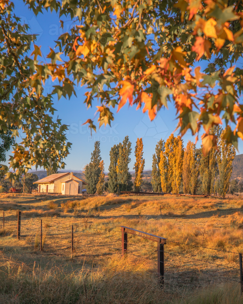 Autumn leaves and a blue sky day in the country - Australian Stock Image