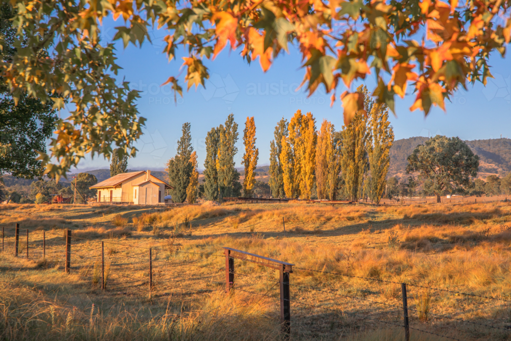 Autumn leaves and a blue sky day in the country - Australian Stock Image