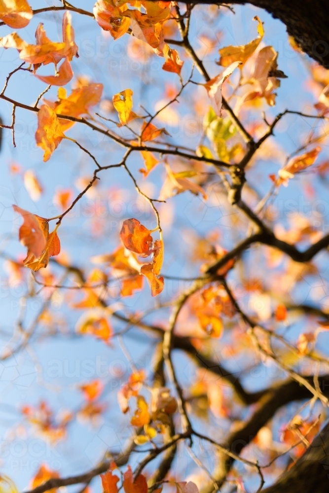 Autumn leaves and branches of a persimmon tree - Australian Stock Image