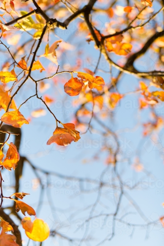 Autumn leaves and branches of a persimmon tree - Australian Stock Image