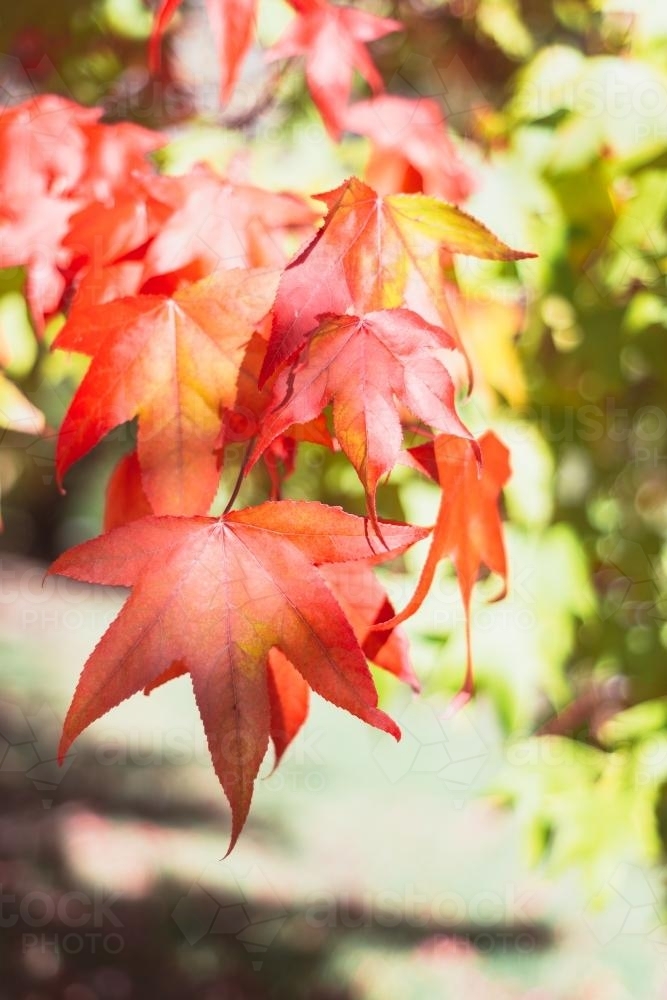 Autumn leaves - Australian Stock Image