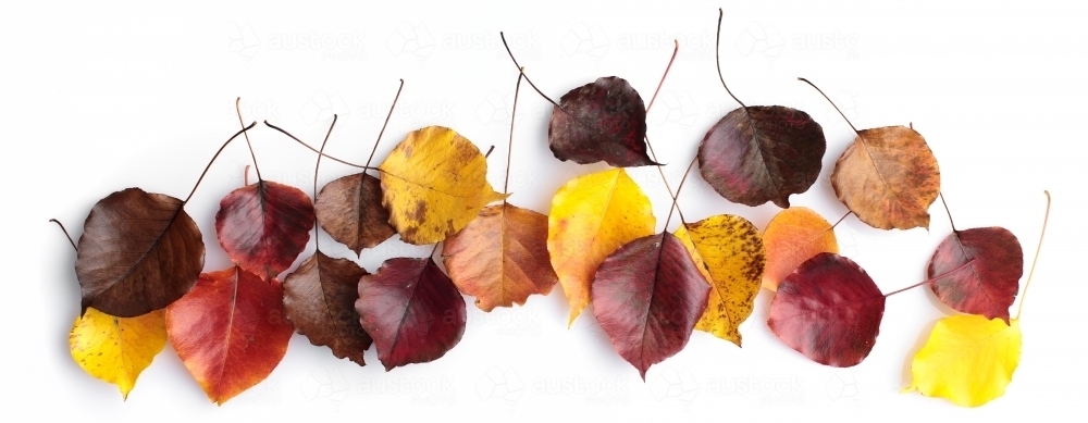 Autumn leaves of various colours on blank background - Australian Stock Image