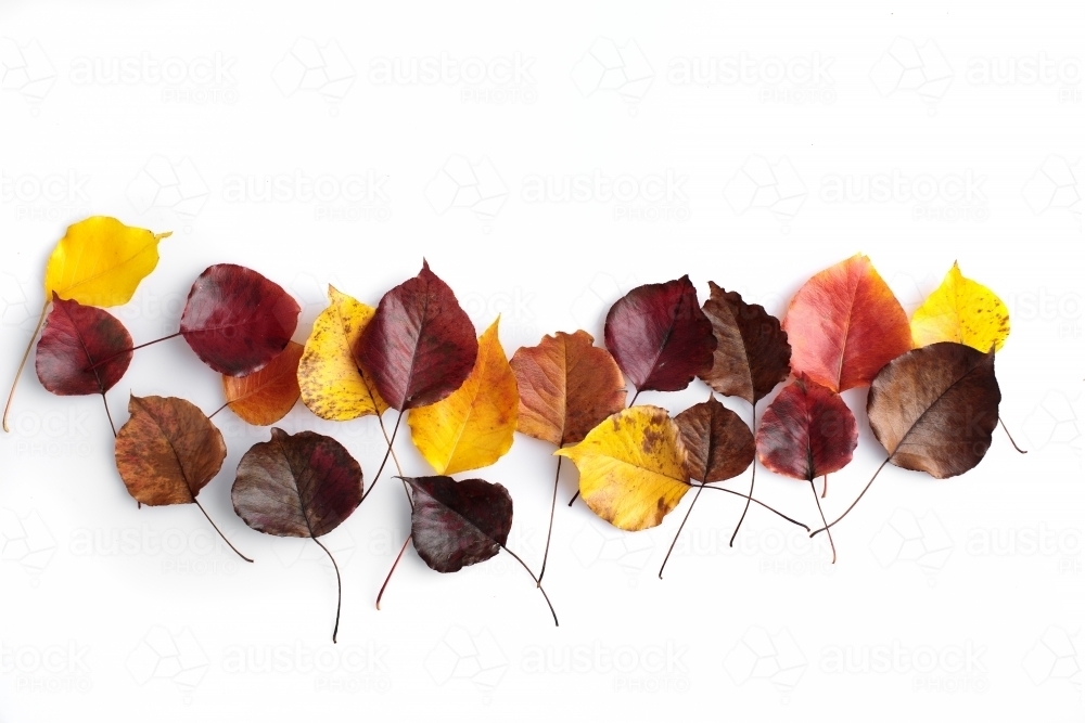 Autumn leaves of various colours on blank background - Australian Stock Image