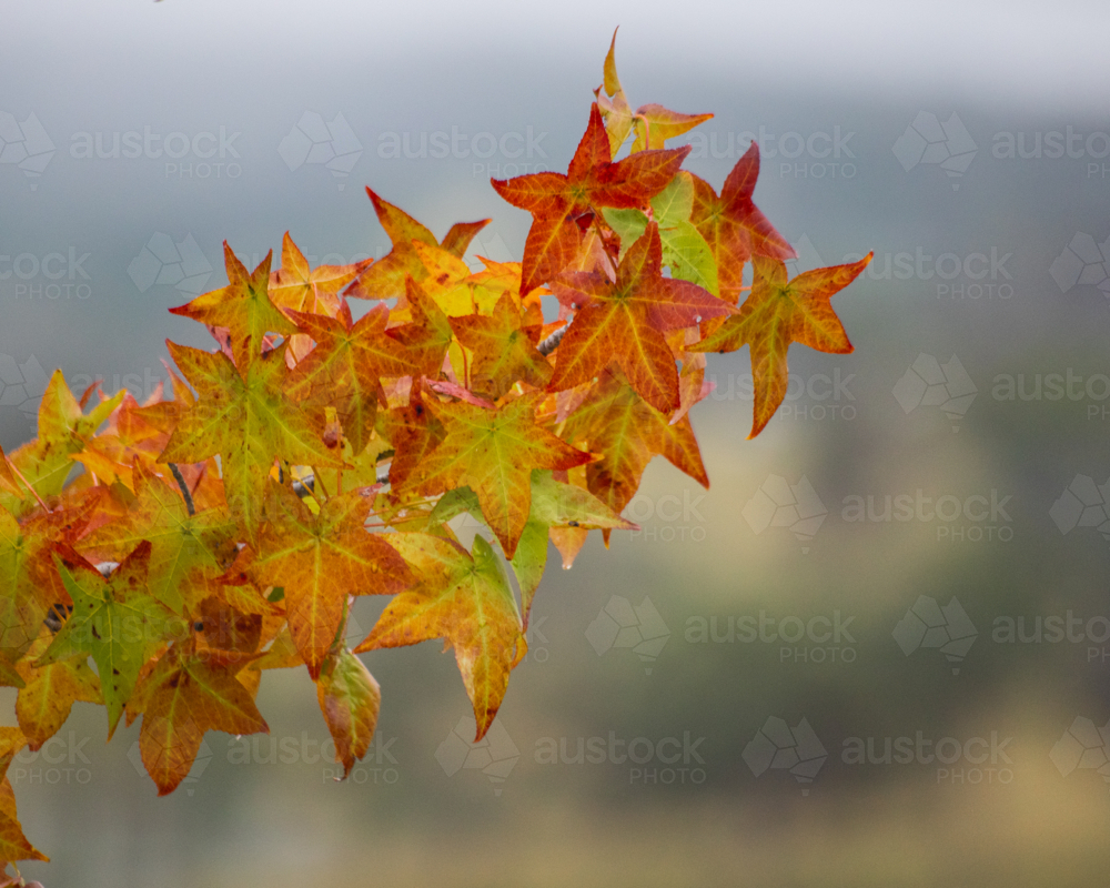 Autumn leaves on a misty morning - Australian Stock Image