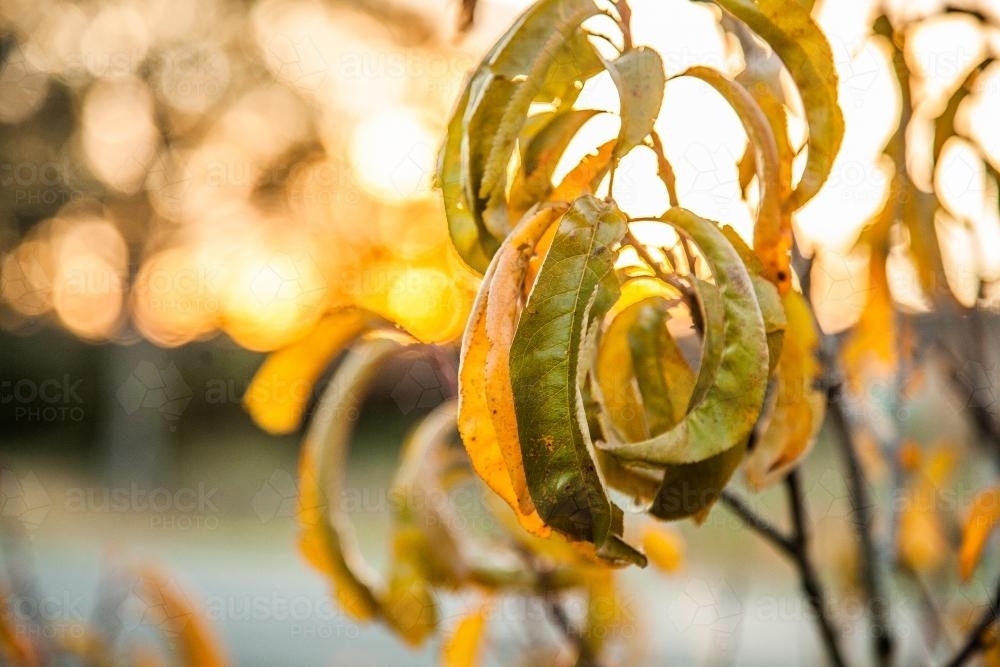 Autumn leaves on a peach tree at sunset - Australian Stock Image