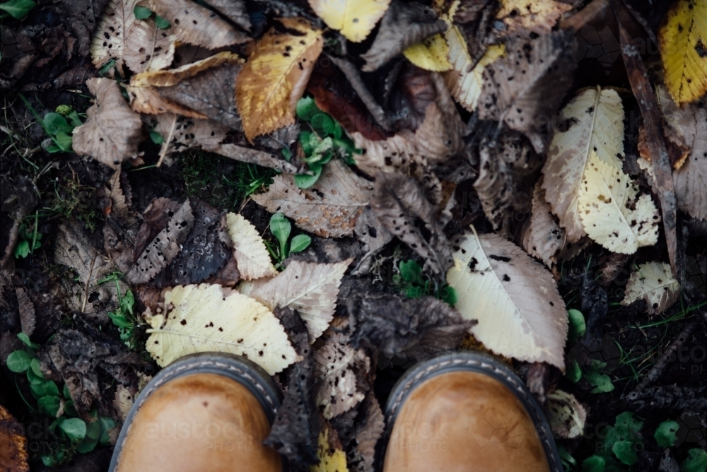 Autumn leaves on the ground - Australian Stock Image