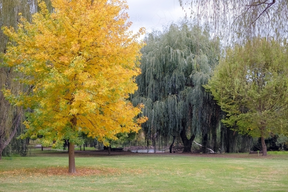 Autumn leaves starting to show on a tree - Australian Stock Image