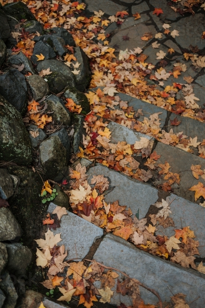 Autumn Path - Australian Stock Image