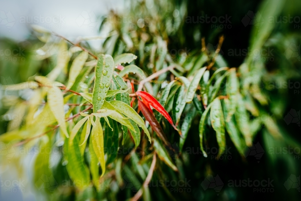 Autumn red leaves in rain - Australian Stock Image