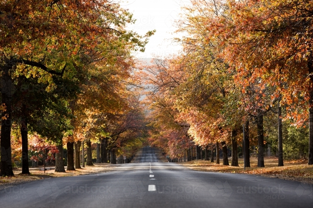 Autumn Remembrance drive - Australian Stock Image