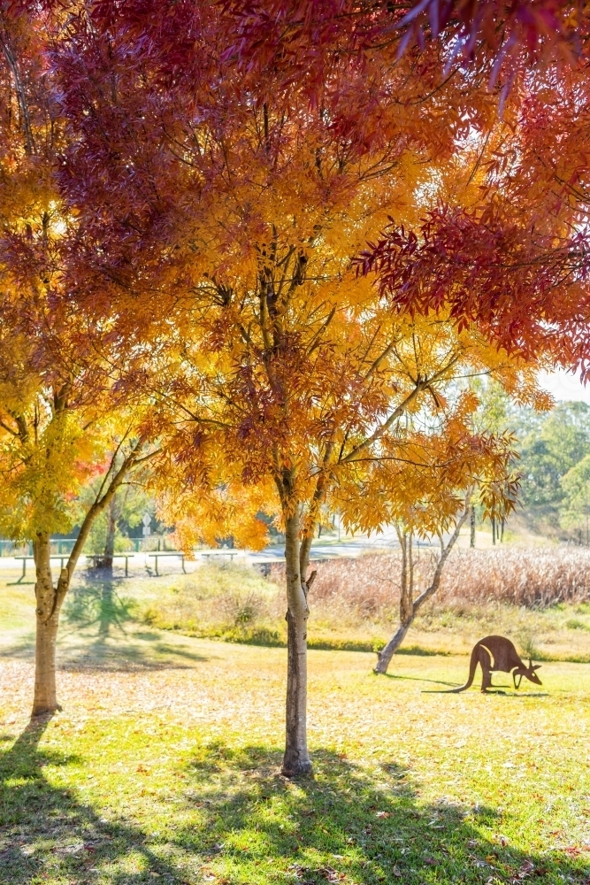 Autumn trees of Nowlan Park in Singleton with Kangaroo statue - Australian Stock Image