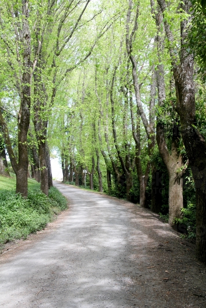 Avenue of dutch elms - Australian Stock Image