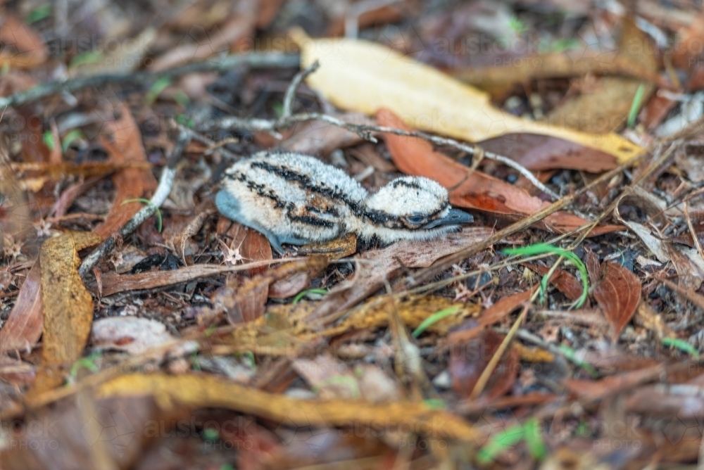 Baby curlew hatchling - Australian Stock Image