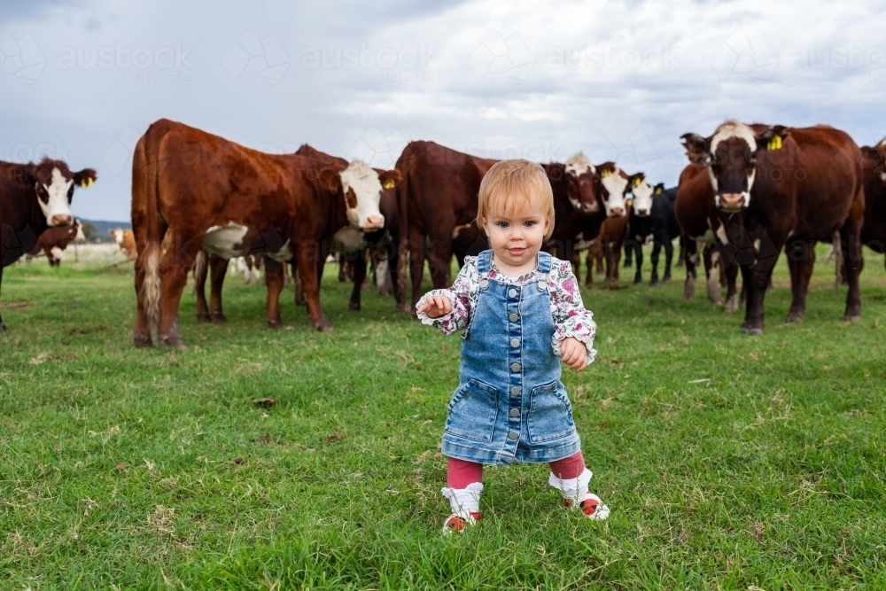 Baby farm kid girl toddler walking away from curious cattle in paddock - Australian Stock Image