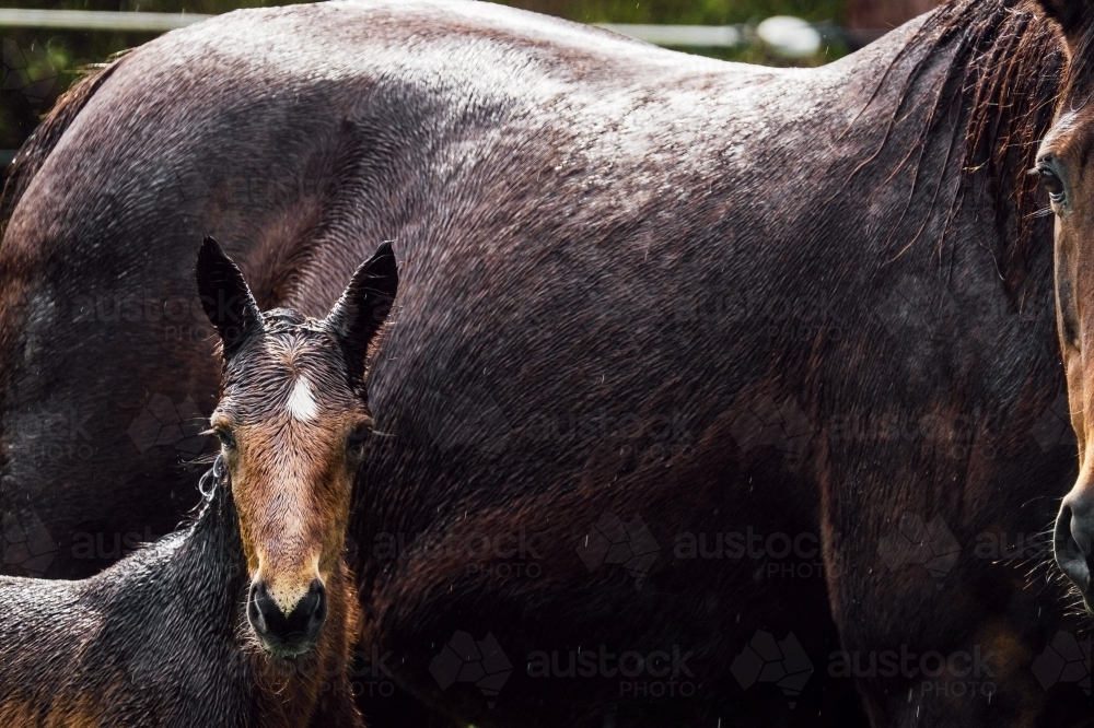 Baby foal and mare wet from the rain - Australian Stock Image