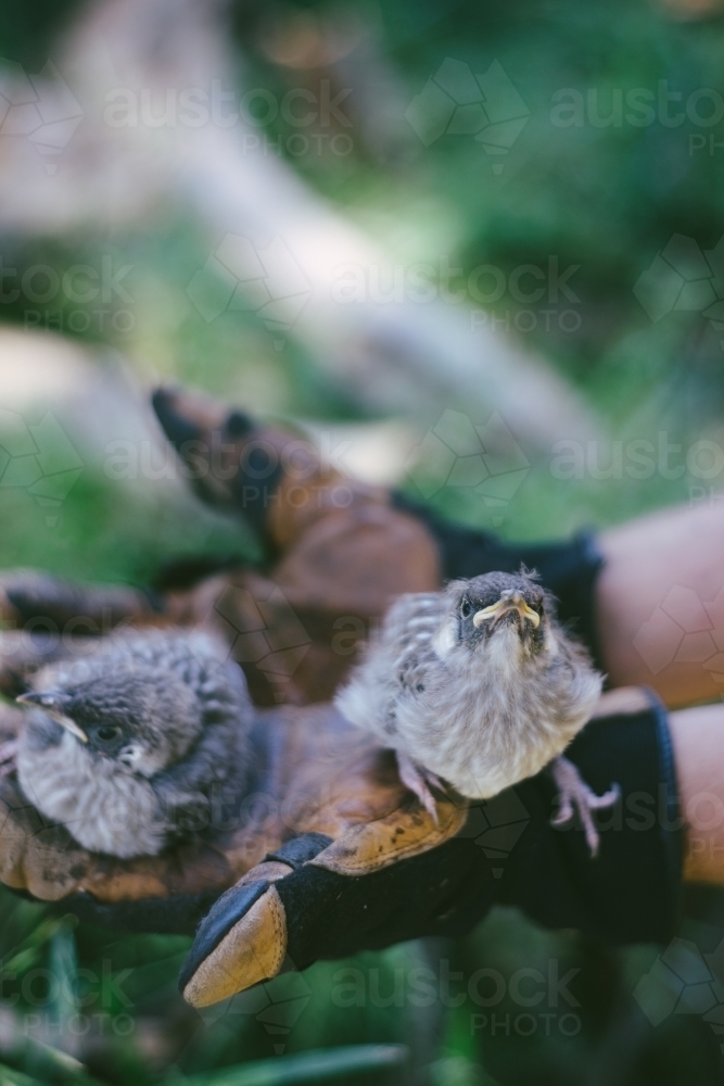 baby noisy miner birds - Australian Stock Image