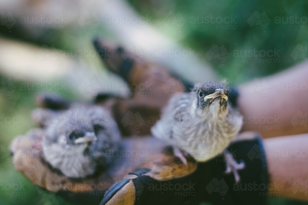 baby noisy minor birds - Australian Stock Image