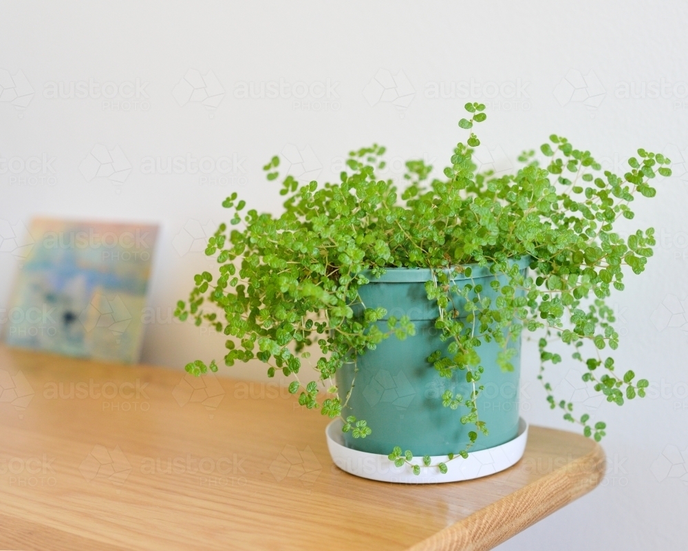 Baby's tears plant indoors on a wooden table - Australian Stock Image