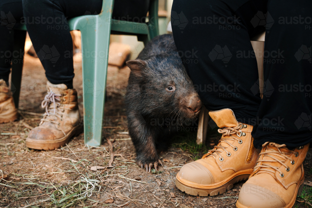 Baby wombat crawling on the ground between two individuals sitting on the chair. - Australian Stock Image