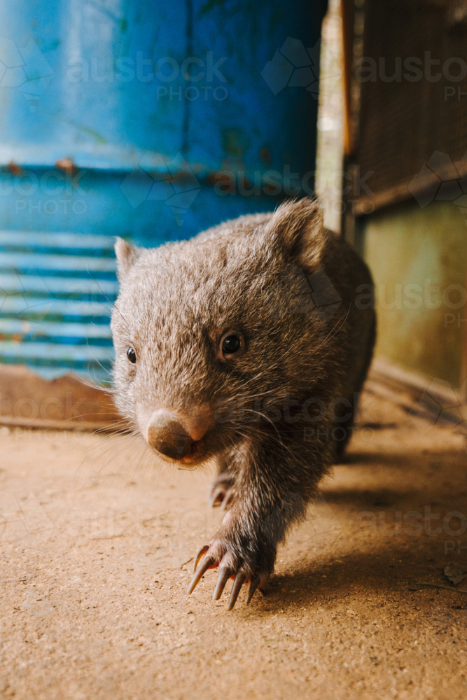 Baby wombat walking on the ground. - Australian Stock Image