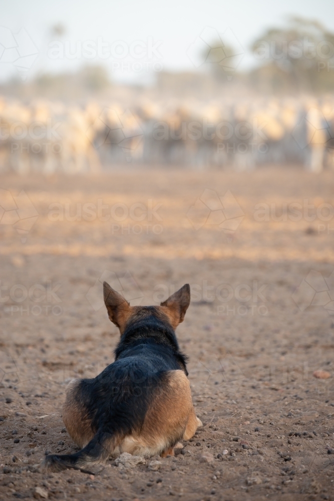 back view of a black and brown dog looking at sheep - Australian Stock Image