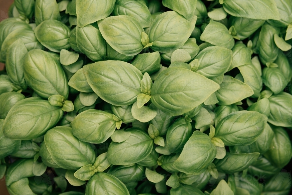 Background of fresh basil leaves. - Australian Stock Image