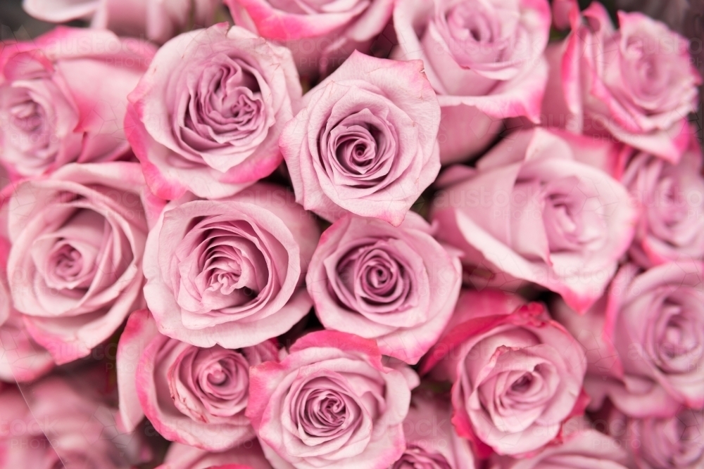 Background of pink roses. - Australian Stock Image