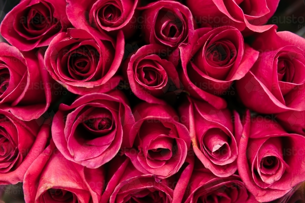 Background of red roses. - Australian Stock Image