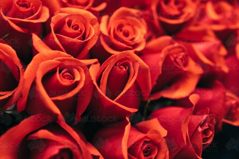 Background of red roses. - Australian Stock Image