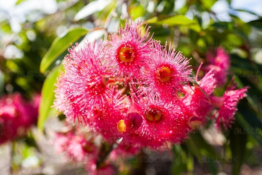 Backlit bright pink native eucalyptus plant flowers - Australian Stock Image