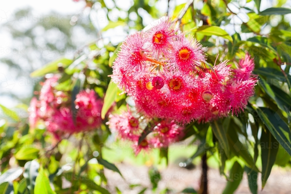 Backlit bright pink native eucalyptus plant flowers - Australian Stock Image