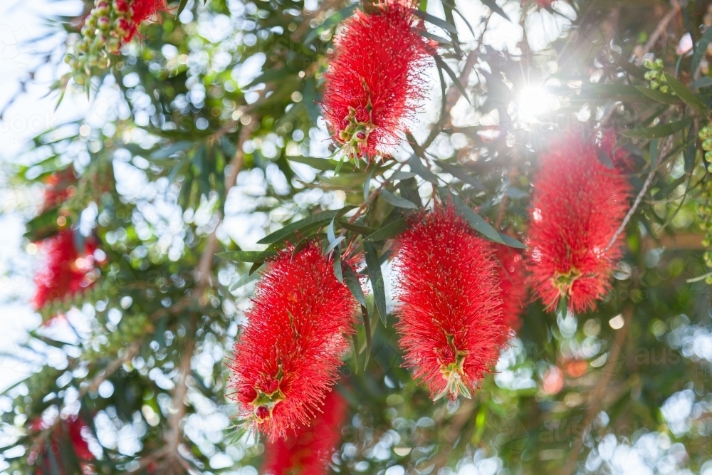 Backlit bright red bottle brush on native aussie callistemon bush - Australian Stock Image