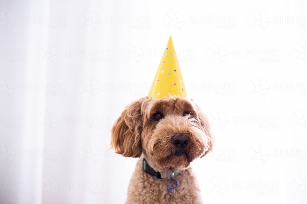 backlit brown dog wearing a yellow spotted party hat - Australian Stock Image