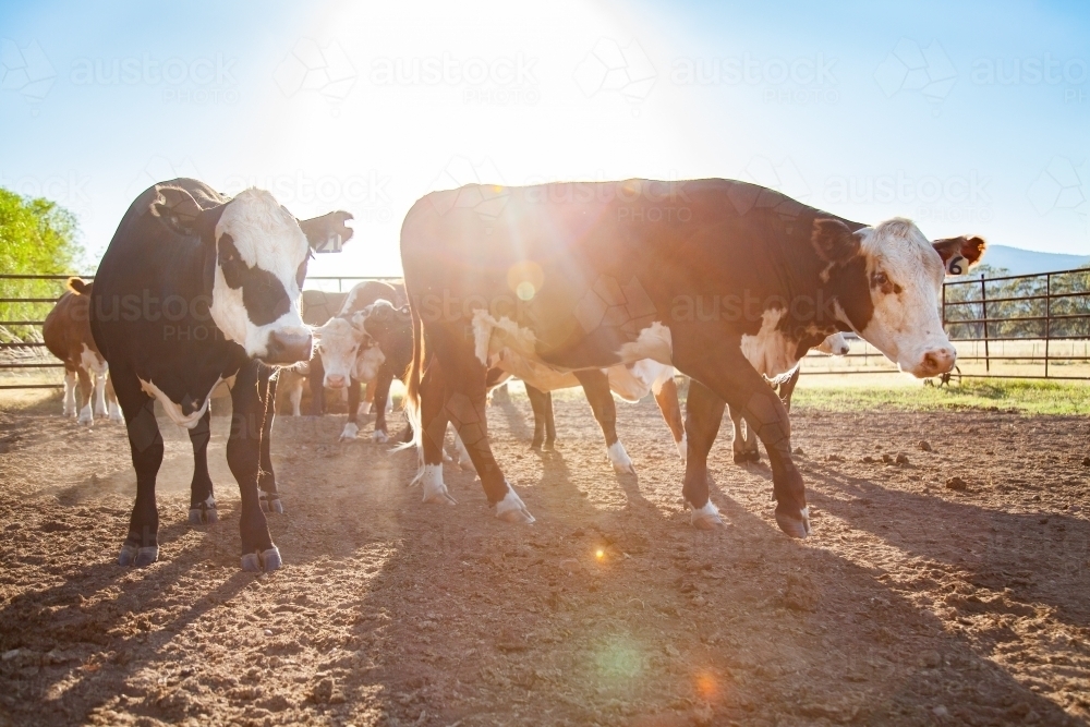 Backlit cattle in dusty australian stockyard on Aussie farm - Australian Stock Image