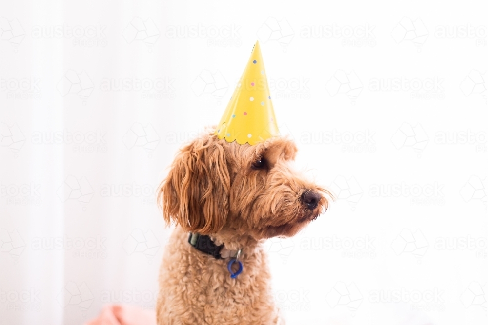 backlit dog wearing a yellow party hat - Australian Stock Image