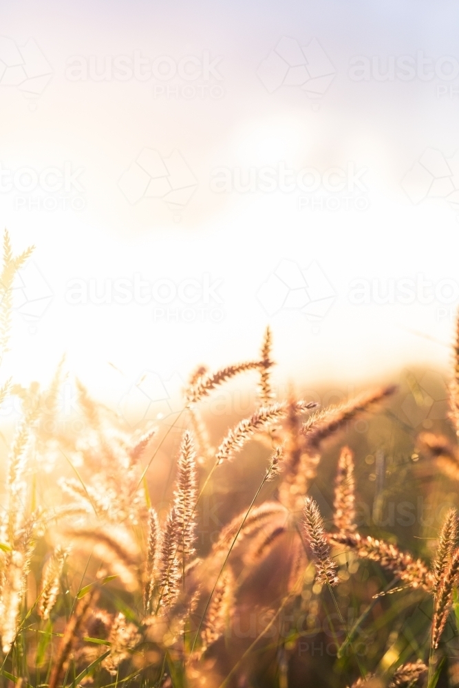 backlit fluffy grass seed heads growing in australian paddock - Australian Stock Image