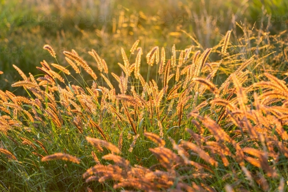 backlit fluffy grass seed heads growing in australian paddock - Australian Stock Image