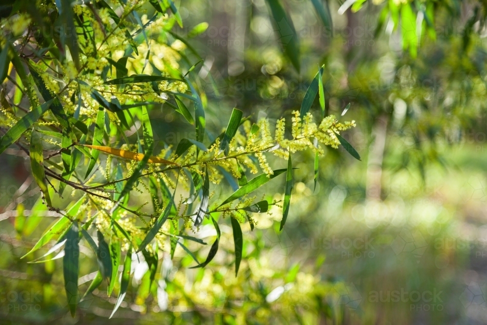 Backlit golden wattle flowering in bushland - Australian Stock Image