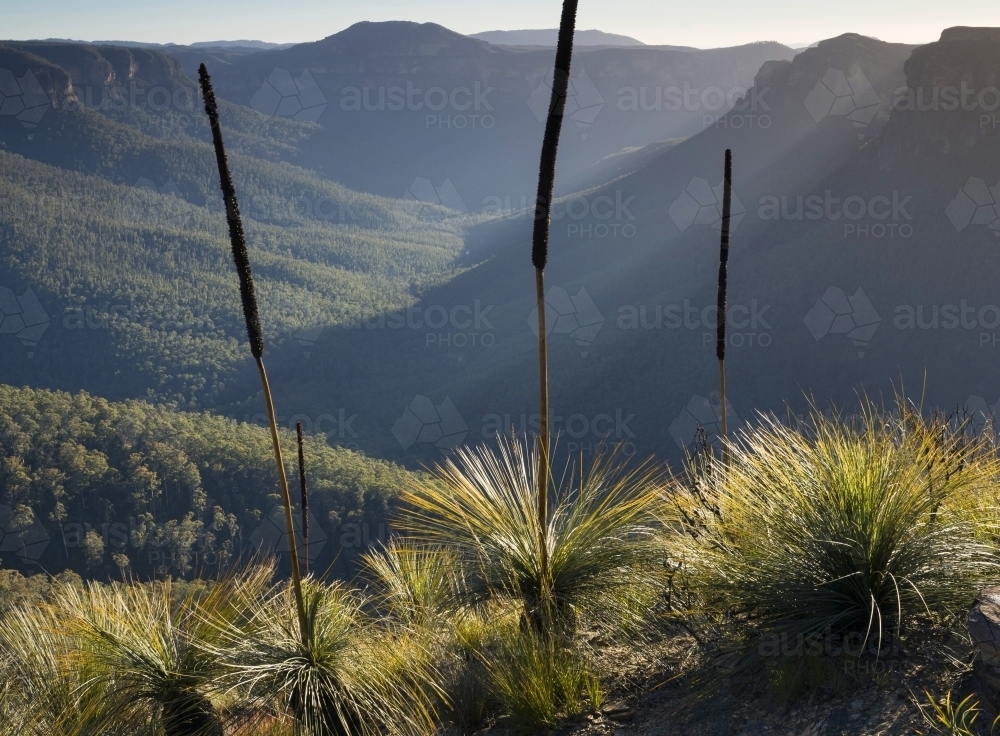 Backlit grasstrees against shadowed, forested valley and cliffs, early morning - Australian Stock Image