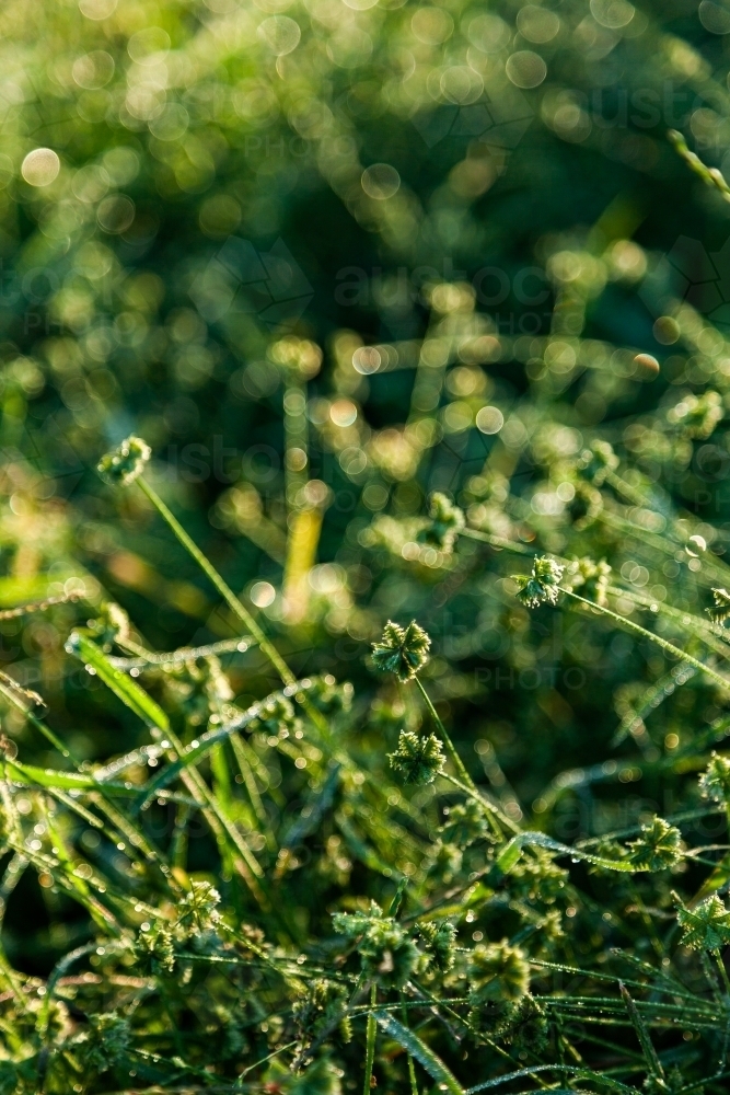 Backlit grassy seed heads in farm paddock growing after rain - Australian Stock Image