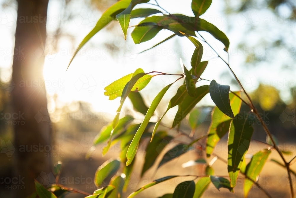 Backlit green gum leaves in aussie bushland - Australian Stock Image