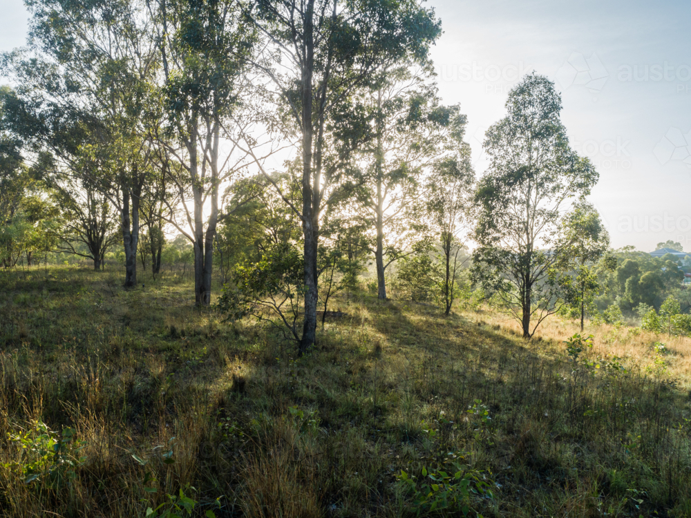 Backlit gum trees in country paddock in Australian early morning landscape - Australian Stock Image