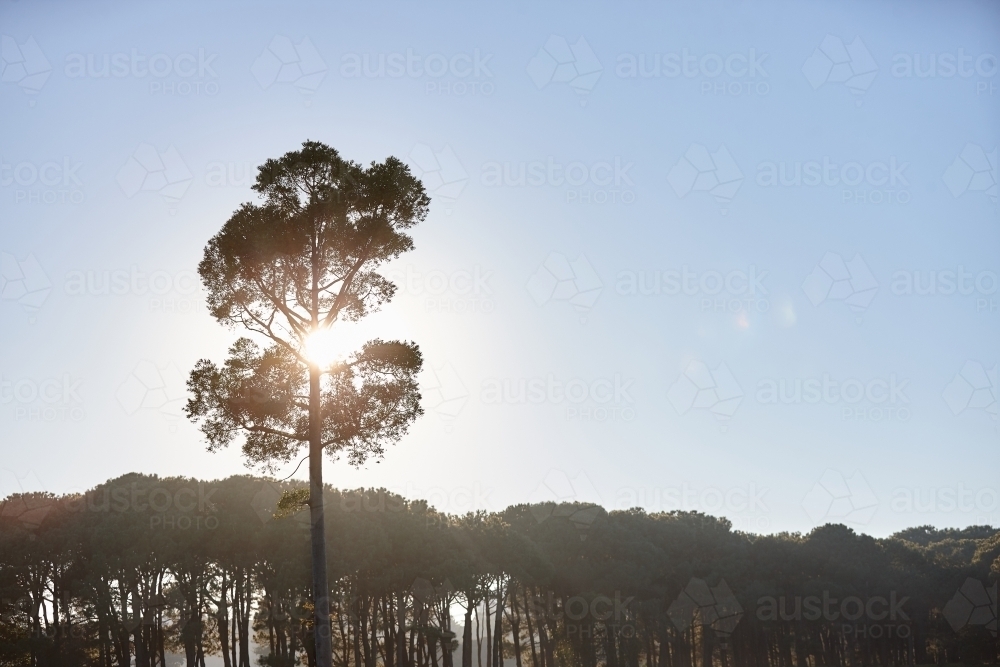 Backlit pine tree at the edge of a forest - Australian Stock Image