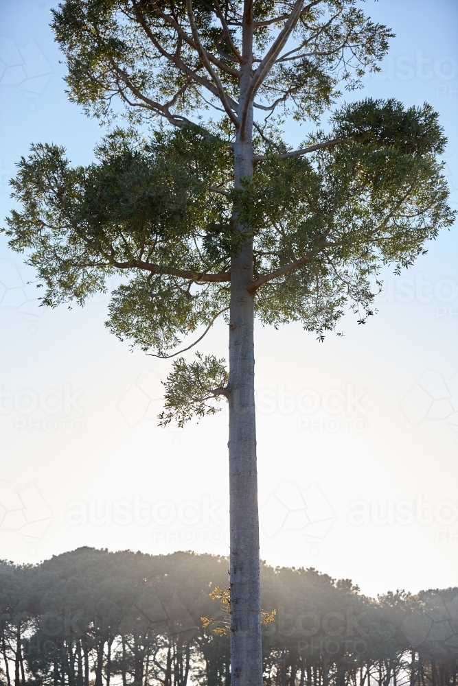 Backlit pine tree trunk at the edge of a forest - Australian Stock Image